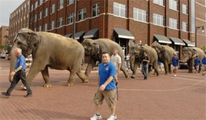 Ringling Bros and B&B Animal Walk