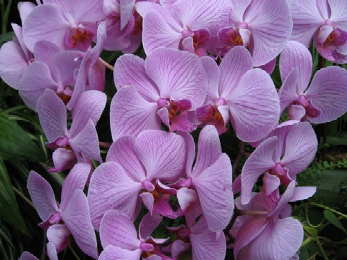 NC Piedmont Orchid Show Jan 14-16